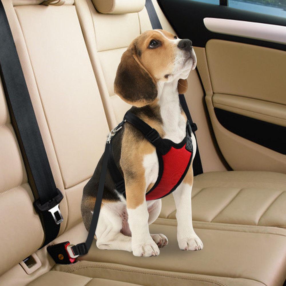 Vehicle_Car_Pet_Dog_Seat_Belt_Lead_Clip_-_Safety_First_#Pet_#SeatBelt__S0P0U8WMZ35I.jpg